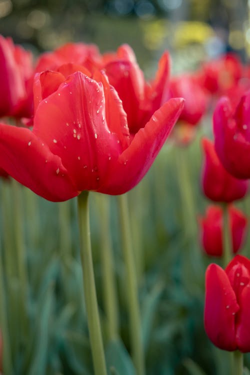 คลังภาพถ่ายฟรี ของ กลีบดอก, ดอกทิวลิป, ดอกไม้