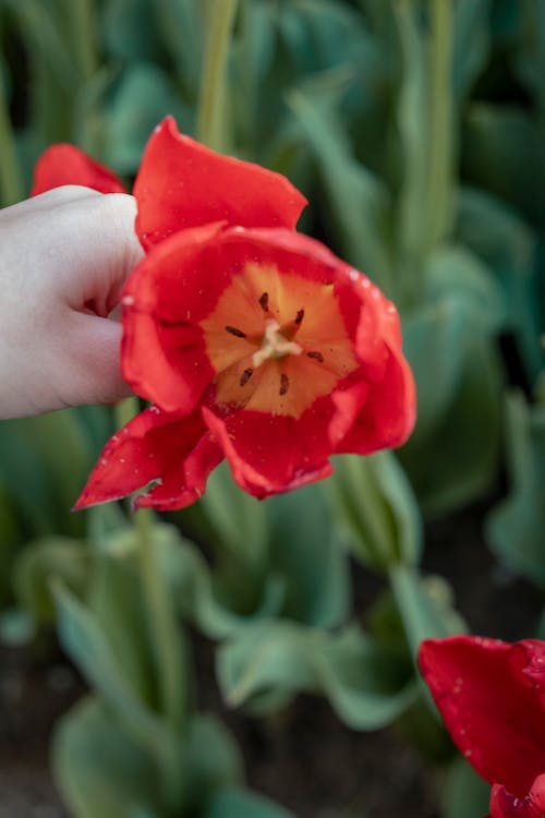 Hand Holding Red Tulip