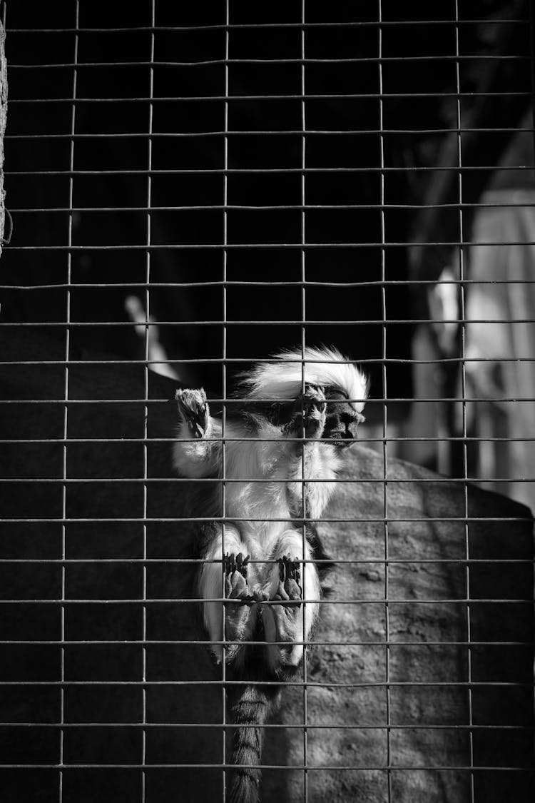 Small Monkey In Zoo