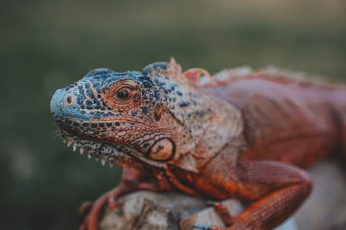 Red Iguana Portrait