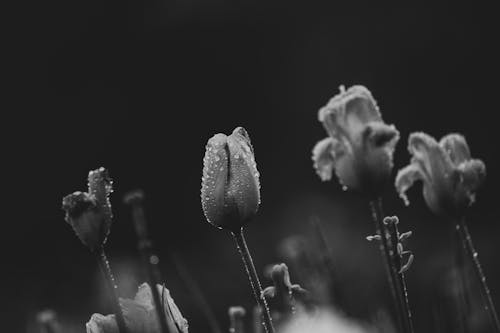คลังภาพถ่ายฟรี ของ การเจริญเติบโต, ขาวดำ, ดอกทิวลิป