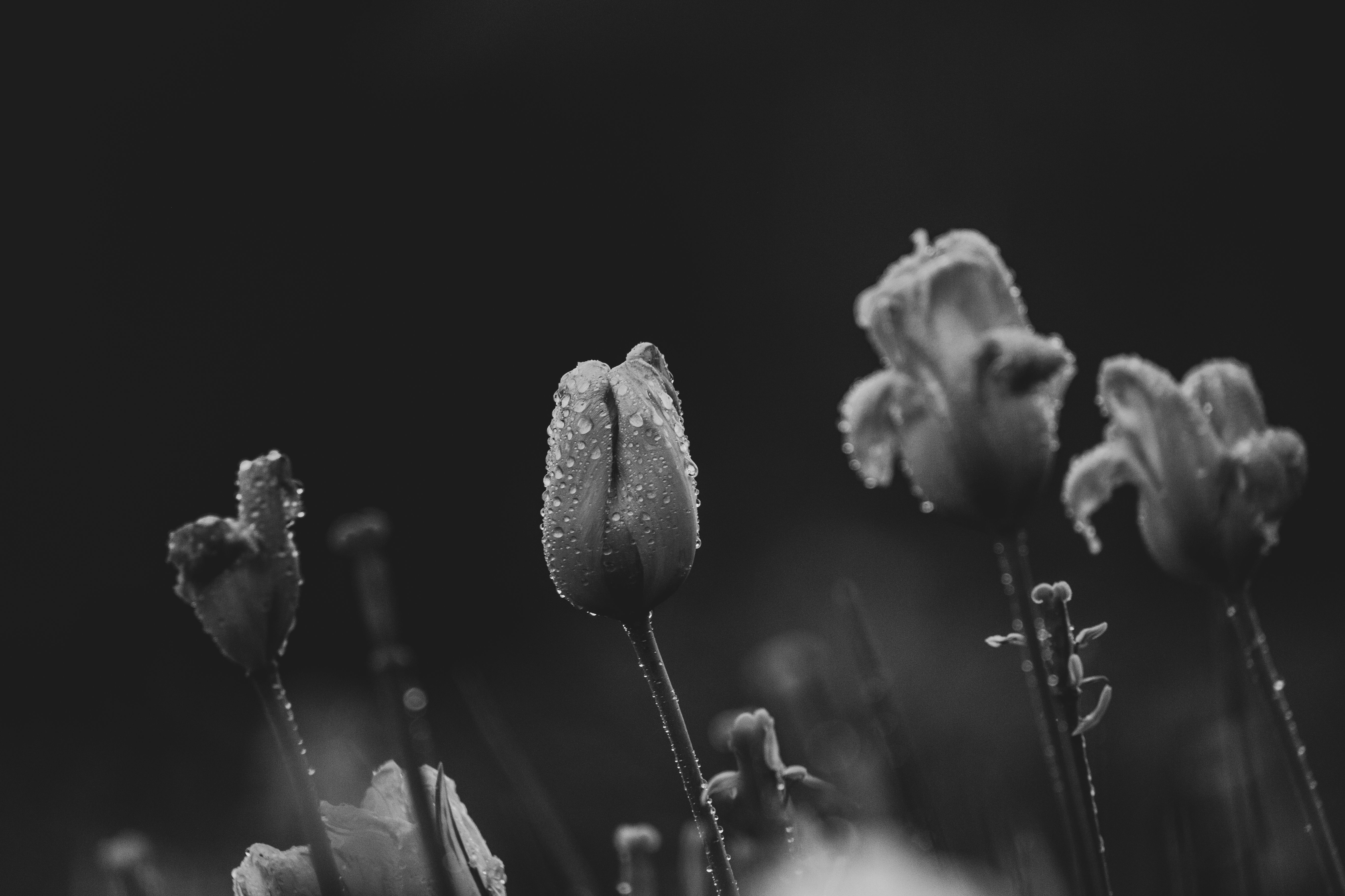 Closeup of Daisies on a Field