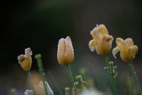 Darmowe zdjęcie z galerii z krople deszczu, kwiaty, natura