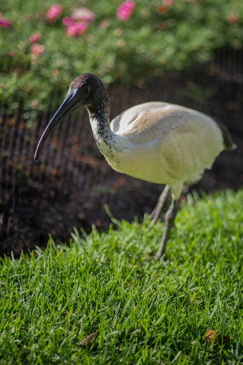 White Ibis on Grass