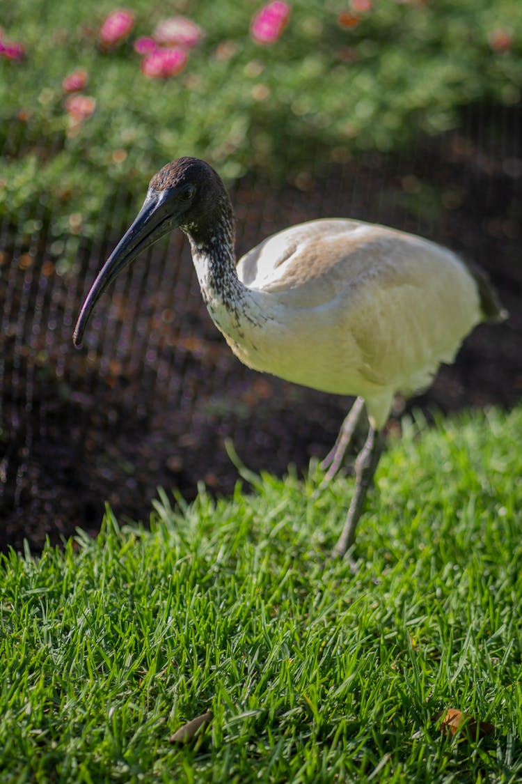 White Ibis On Grass