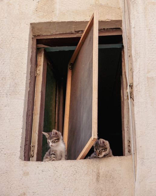 Two curious kittens peering out of an open window on a rustic building wall.