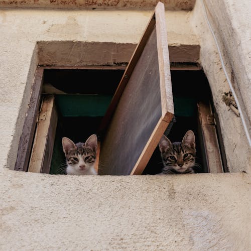 Cute Kittens Looking from Window