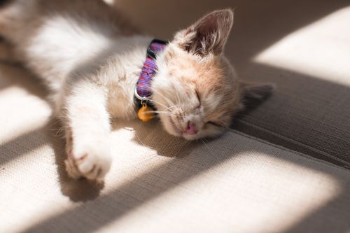 Free Close-up of a cute kitten sleeping indoors with sunlight and shadows. Perfect for pet lovers. Stock Photo