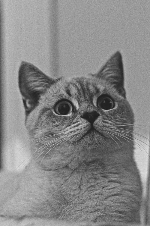 Free High-contrast black and white portrait of a cat looking curious. Stock Photo