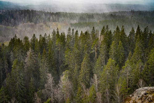 Foto profissional grátis de árvores, cênico, colinas