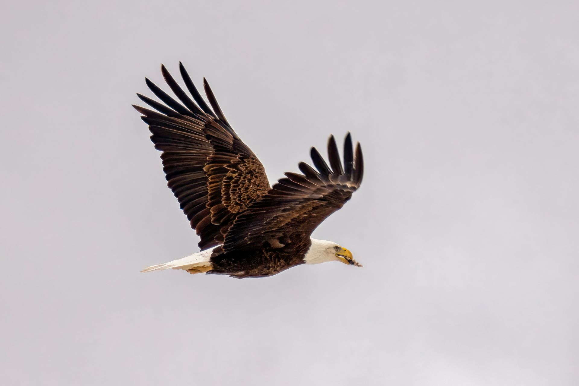 Close-up of an Eagle in Flight