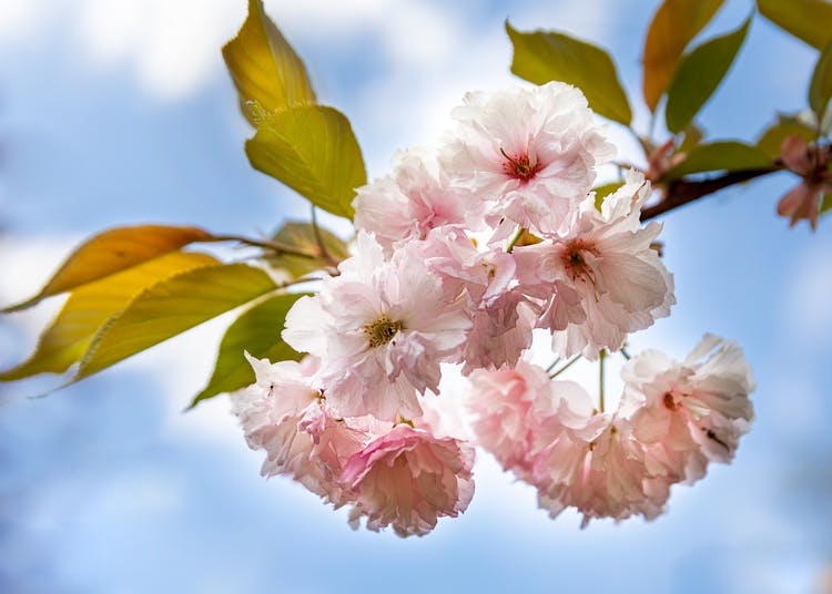 Cherry Tree Blossoms