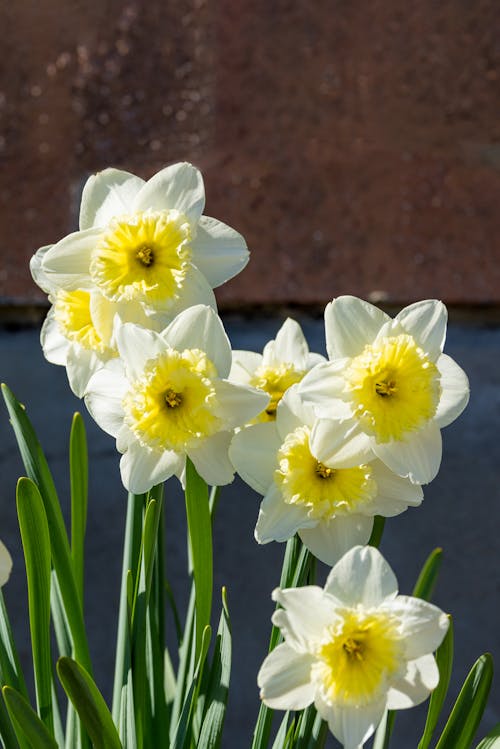 Free stock photo of daffodils, flowers, hd