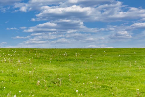 Dandelions on Green Grassland