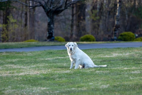 Golden Retriever on a Grass by the Road 