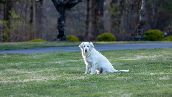 A golden retriever dog sits on a green lawn surrounded by trees during springtime.