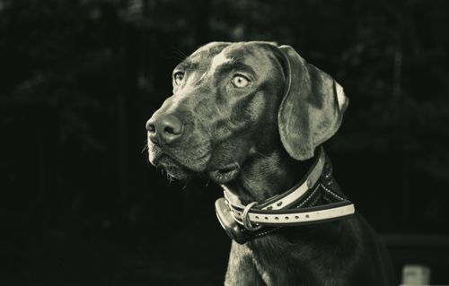 Free Stunning black and white close-up of a dog with a leather collar in focus. Stock Photo