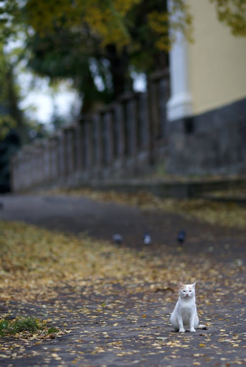 A white cat sitting on the ground next to some leaves