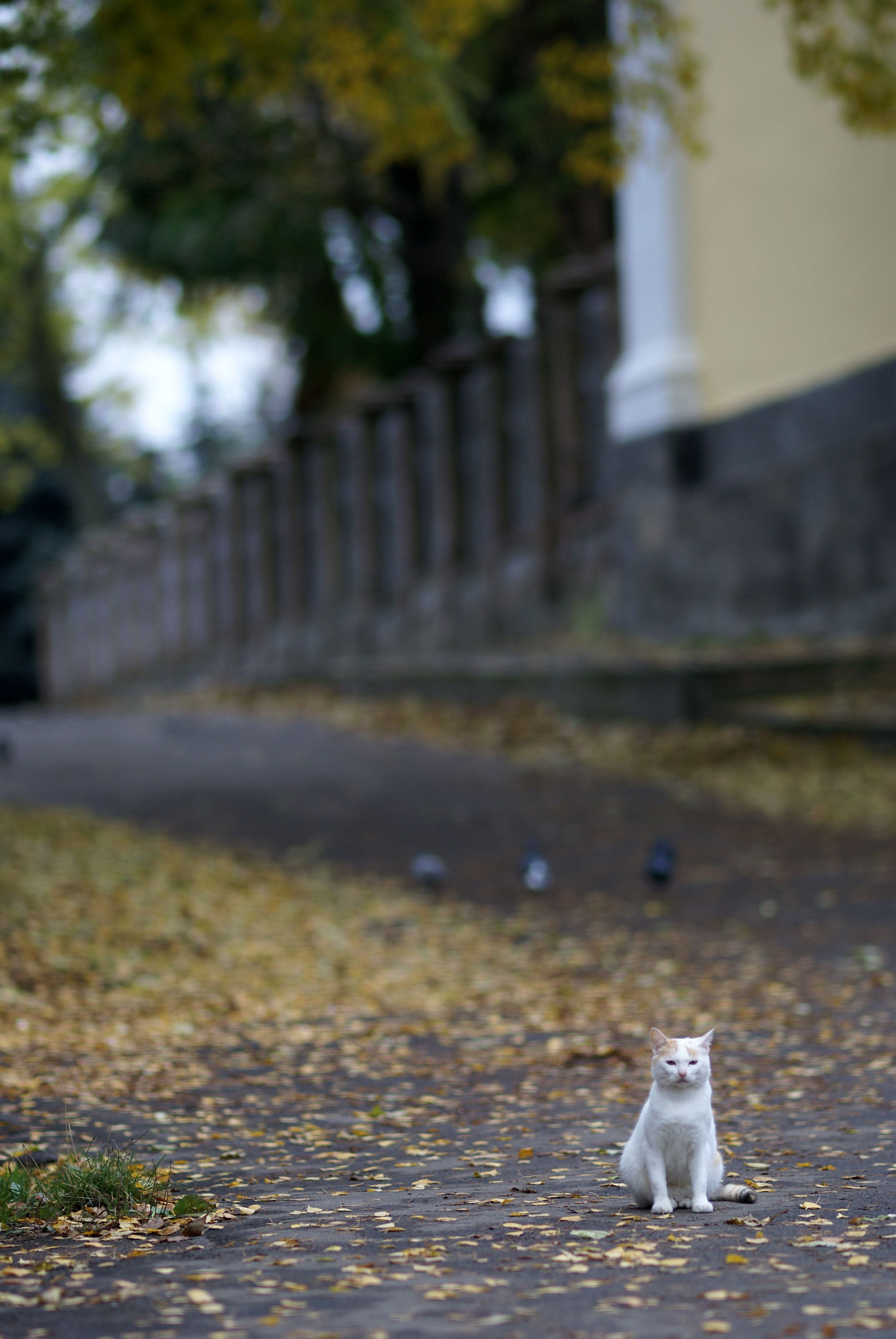 A white cat sitting on the ground next to some leaves · Free Stock Photo