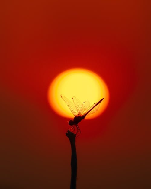 Silhouette of Dragonfly During Sunset 