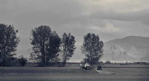 Imagine de stoc gratuită din agricultură, alb-negru, arbori