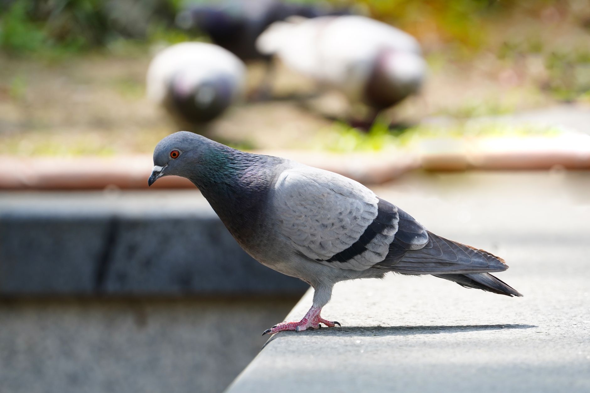 A detailed close-up of a pigeon perched on a ledge with a blurred background featuring more pigeons.