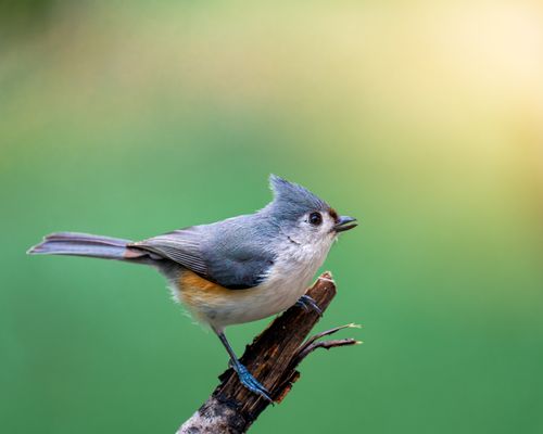 Free Close-up of a tufted titmouse on a branch with a green blurred background. Stock Photo