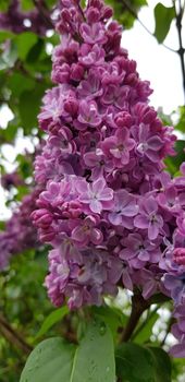Vibrant close-up of purple lilac flowers in full bloom, showcasing their intricate petals.