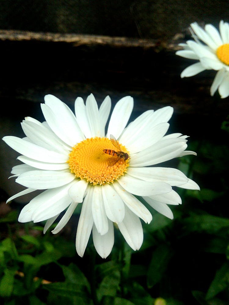 Bee On Chamomile Flower