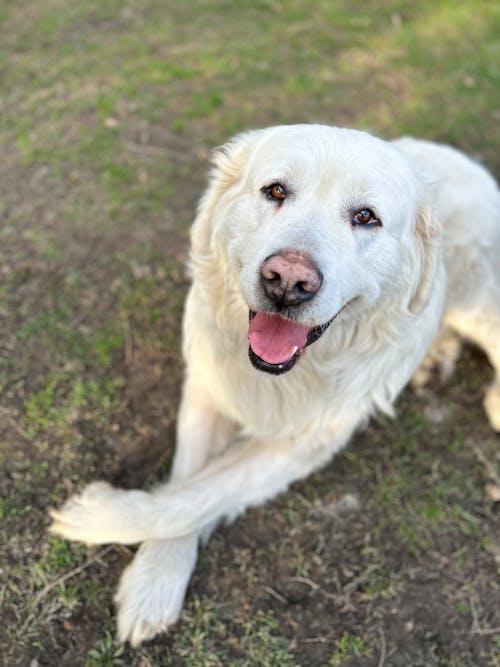 Golden Retriever on Grass