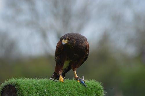 Close-up of a Perching Hawk