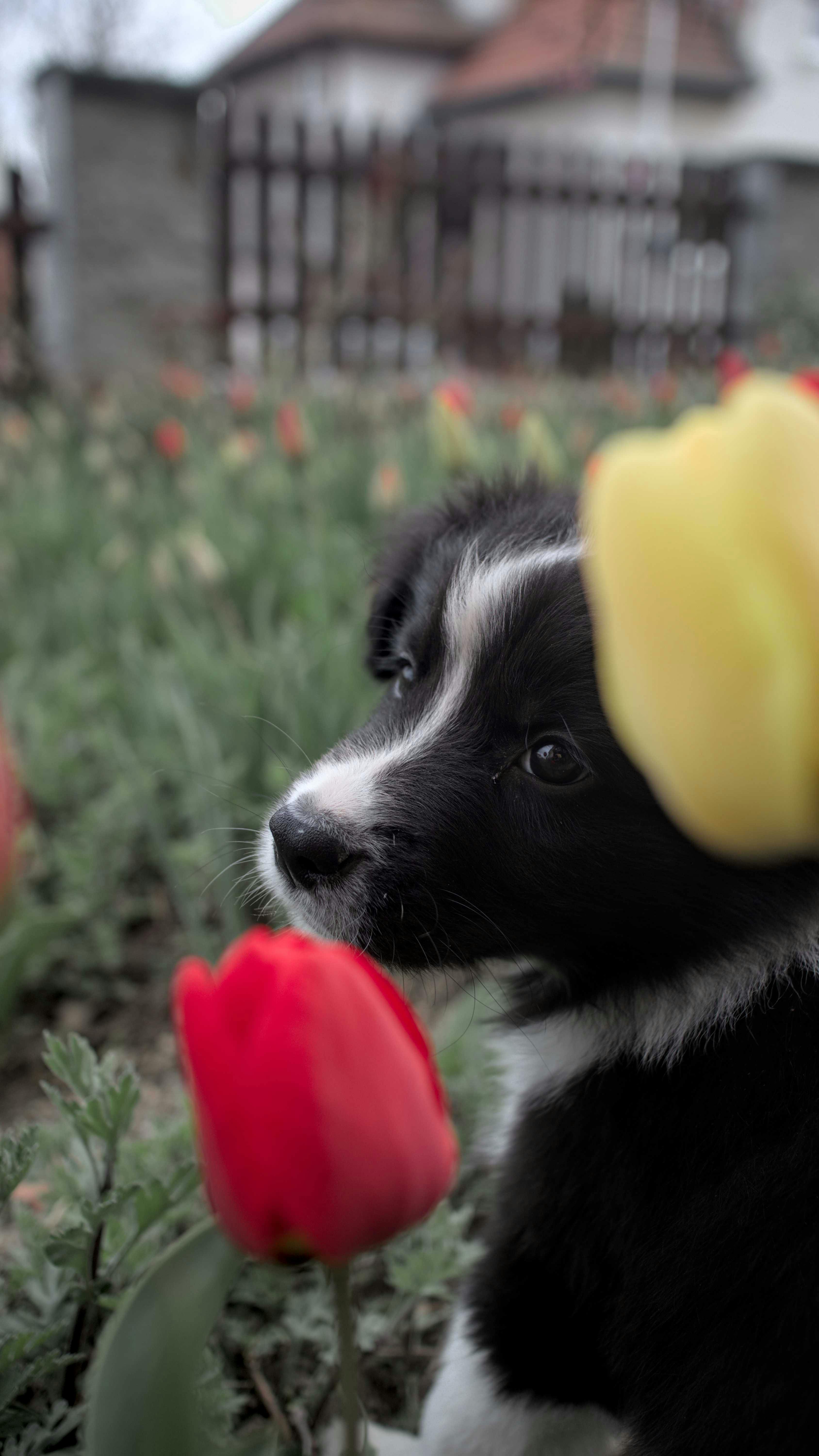 Portrait photography of a border collie dog sitting among blooming tulips