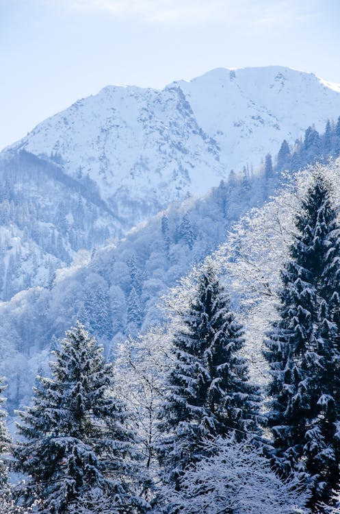 Evergreen Forest in Winter