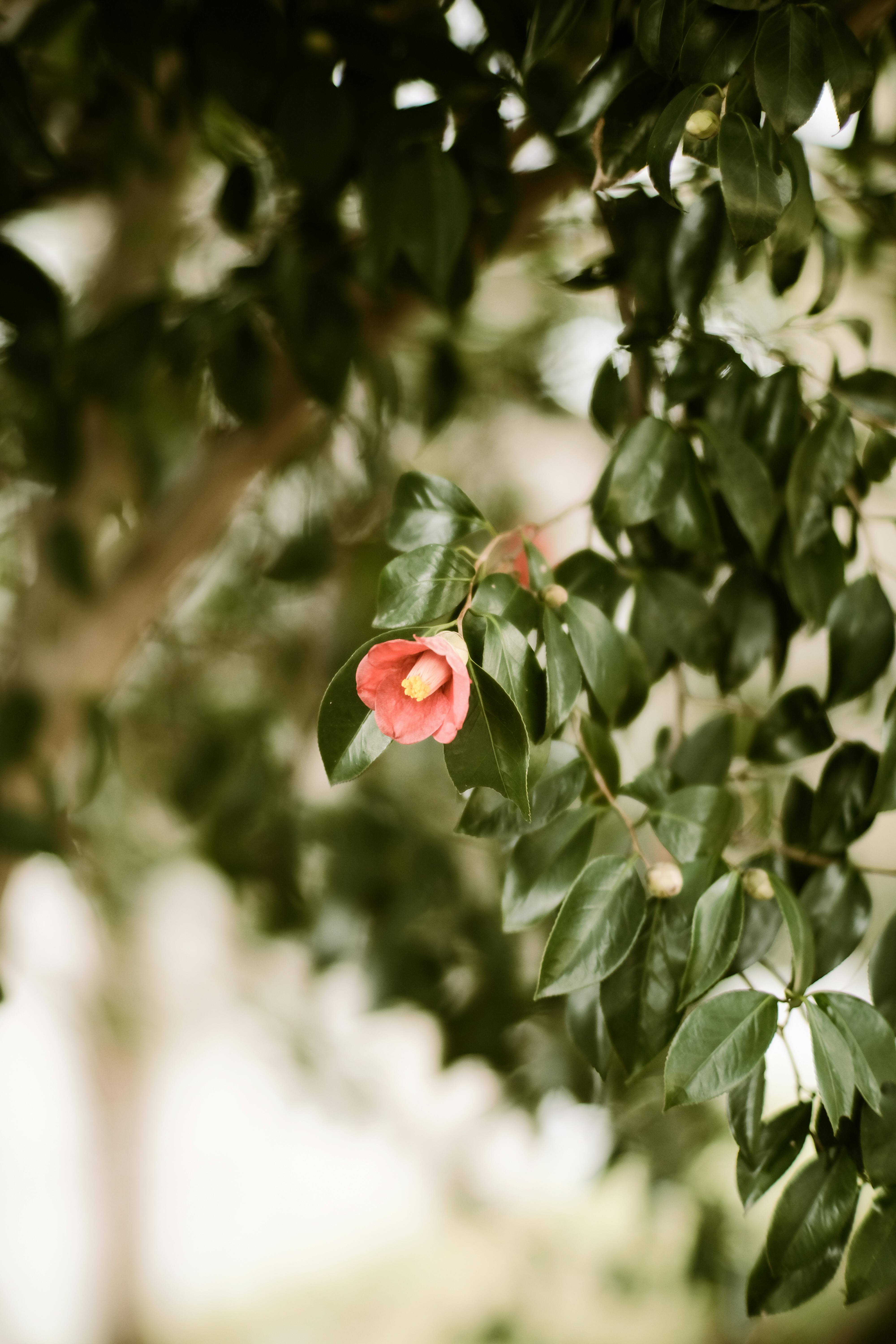 Iron deficient camellia leaf