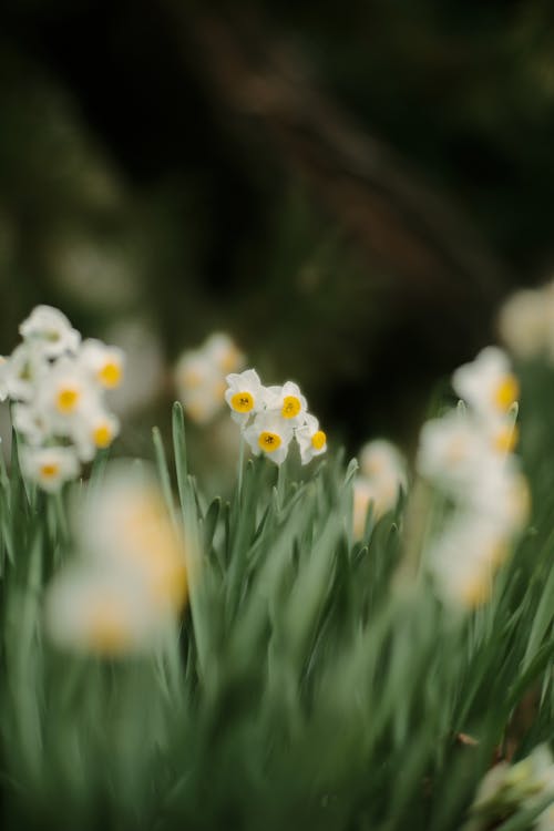 Close-up of White Daffodils 