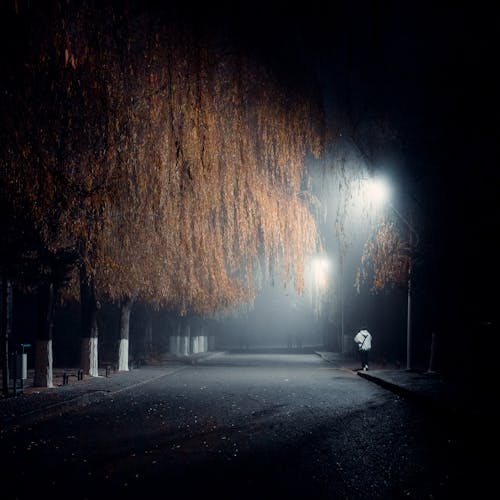 Tree over Street in Street Lamp Light at Night