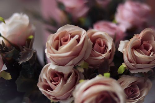 Close up of Pink Roses