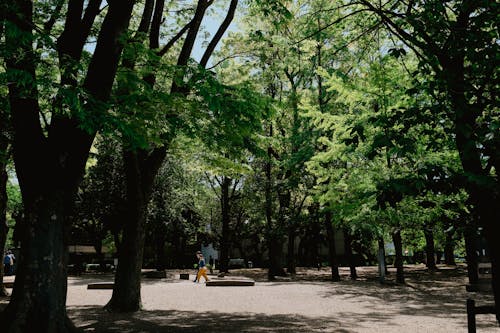 Бесплатное стоковое фото с городской, деревья, зеленый