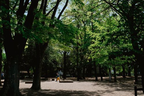 Free A tranquil urban park with lush green trees and gentle sunlight casting shadows on a summer day. Stock Photo