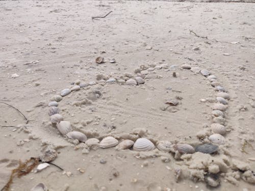 shell heart on the beach