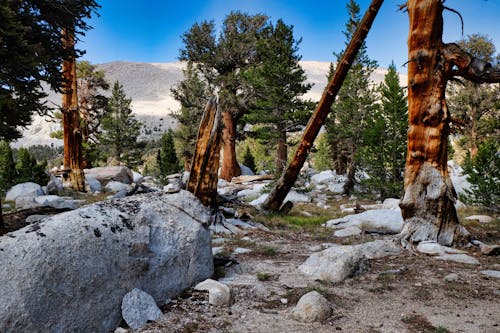 Trees and Rocks in a Mountain Valley 