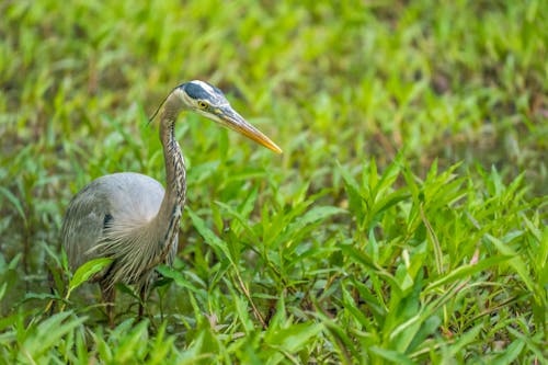 Gratis stockfoto met birdwatching, dieren in het wild, gras