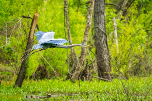 Бесплатное стоковое фото с болотная птица, болото, водоплавающая птица