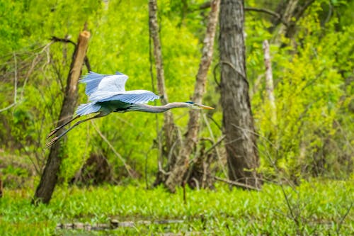 Close-up of a Flying Heron 