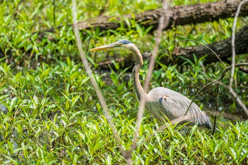 Бесплатное стоковое фото с болотистая местность, болотная птица, болото