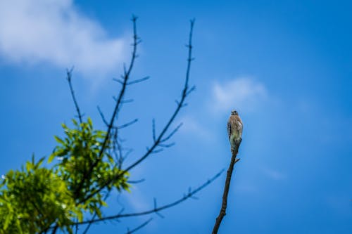 A Hawk Sitting on Top of a Tree