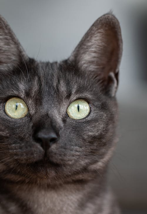 Head of Gray Cat