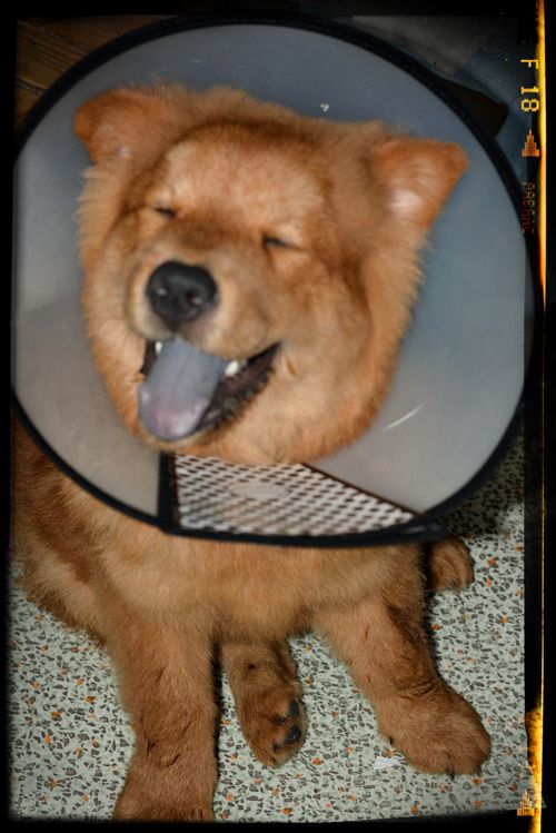 Free stock photo of dog, pets Stock Photo