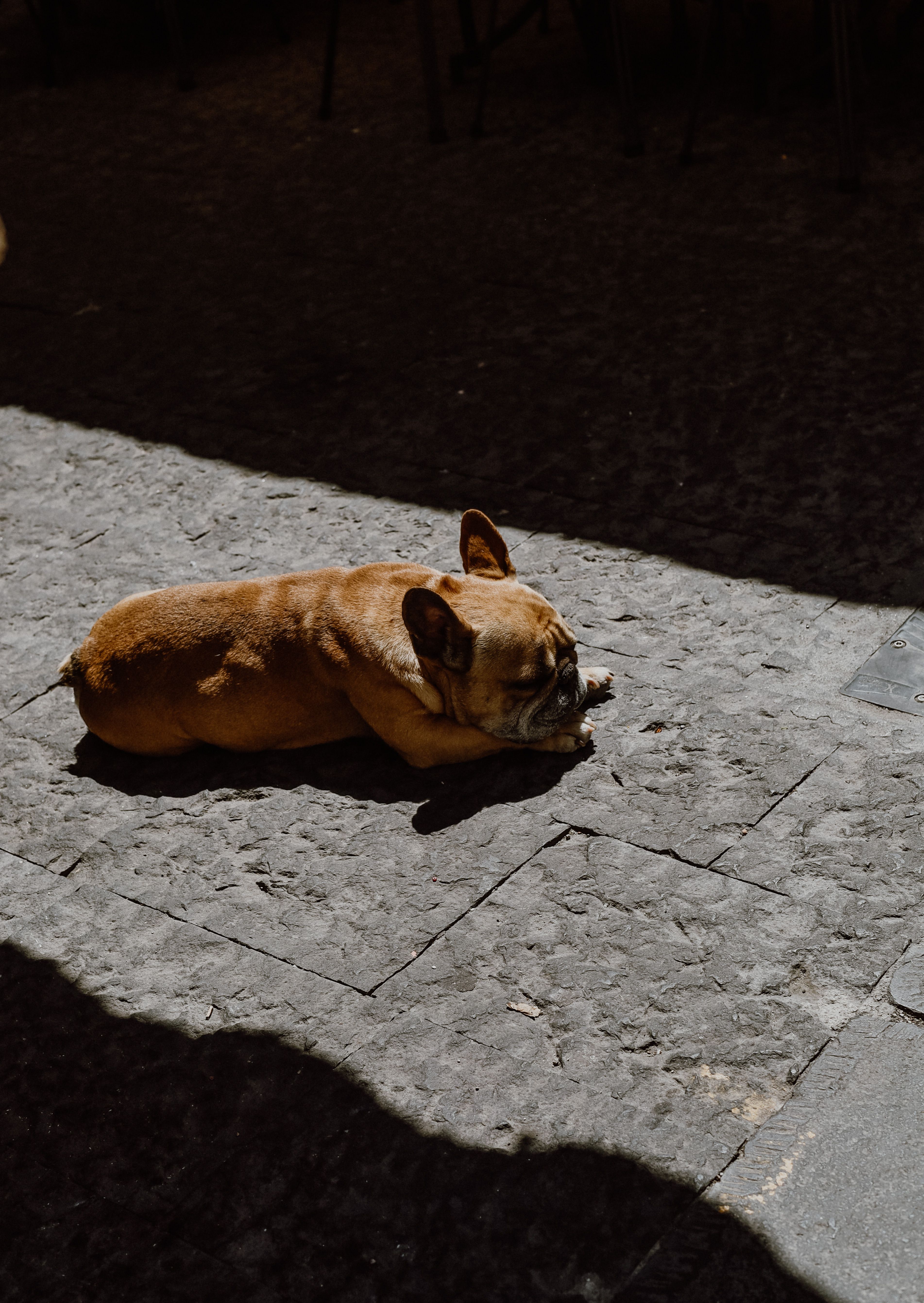 A dog laying on the ground in front of a building · Free Stock Photo