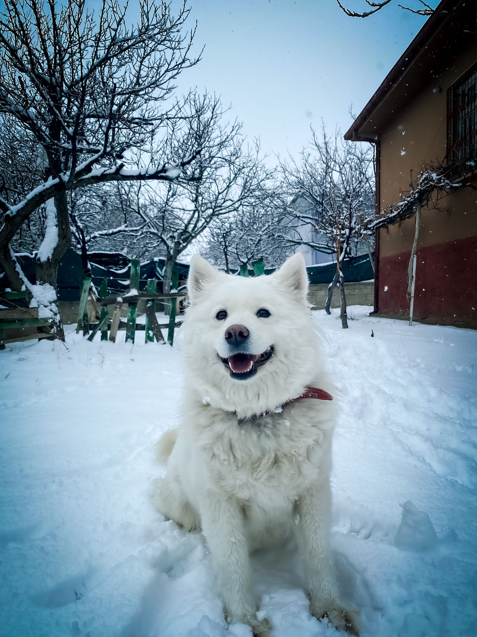 雪の中で座るサモエド